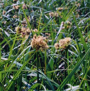 Green Bulrush (Scirpus atrovirens)