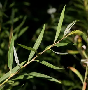 Goodding's Black Willow (Salix gooddingii)