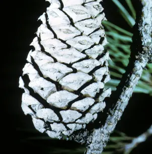 Shortleaf Pine (Pinus echinata)