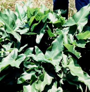 Green Arrow Arum (Peltandra virginica)