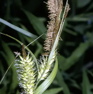 Hairy Sedge (Carex lacustris)