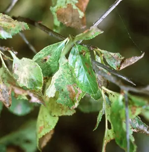 Cockspur Hawthorn (Crataegus crus-galli)