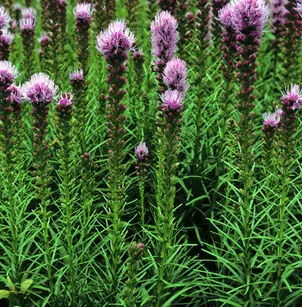 Gay Feather (Liatris spicata)