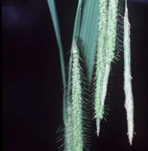 Fringed Sedge (Carex crinita)