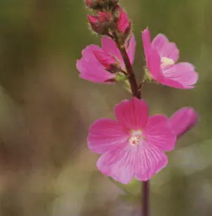 Salt Spring Checkerbloom (Sidalcea neomexicana)