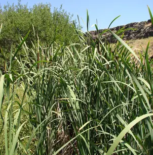 Broadleaf Cattail (Typha latifolia)