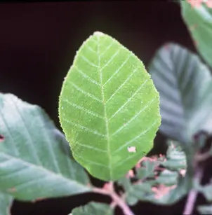 Hazel Alder (Alnus serrulata)
