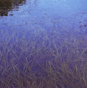 American Eelgrass (Vallisneria americana)