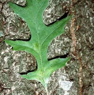 Texas Red Oak (Quercus texana)