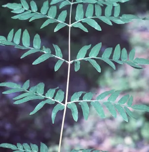 Royal/Flowering Fern (Osmunda regalis)