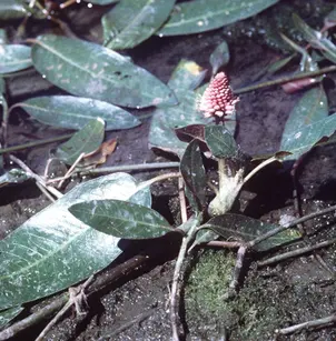 Water Knotweed (Polygonum amphibium)