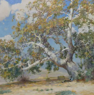 California Sycamore (Platanus racemosa)
