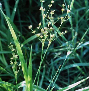 Canadian Rush (Juncus canadensis)