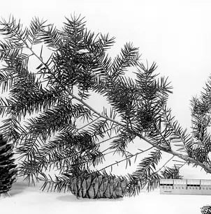 Big Cone Spruce (Pseudotsuga macrocarpa)
