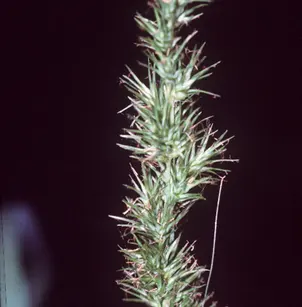 Ravenfoot Sedge (Carex crus-corvi)