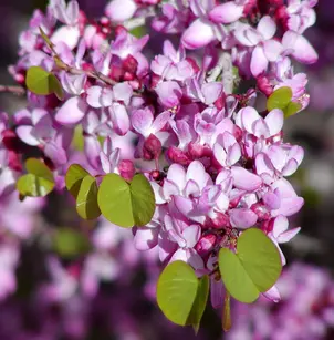 Western Redbud (Cercis occidentalis)