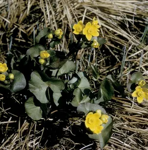 Marsh Marigold (Caltha palustris)