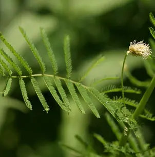 Illinois Bundleflower (Desmanthus illinoensis)