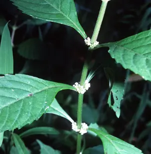 Virginia Water Horehound (Lycopus virginicus)