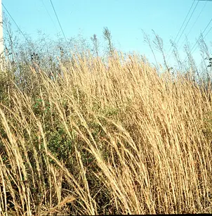 Broomsedge Bluestem (Andropogon virginicus)