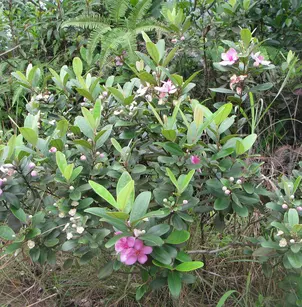 Rose Myrtle (Rhodomyrtus tomentosa)