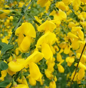 Scotch Broom (Cytisus scoparius)
