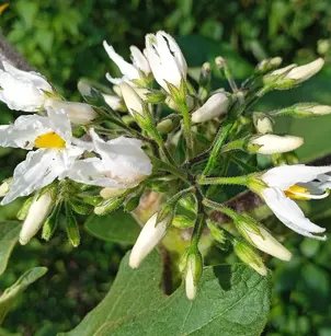 Turkey Berry (Solanum torvum)
