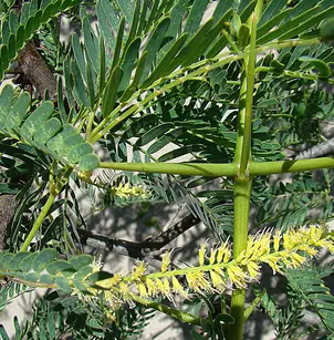 Arizona Mesquite (Prosopis juliflora)