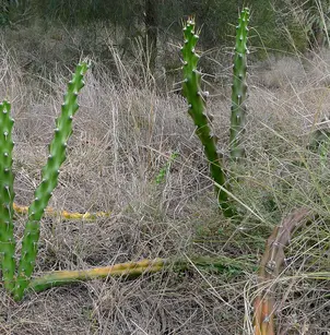 Mooncactus (Harrisia martinii)