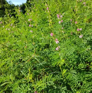 Giant False Sensitive Plant (Mimosa diplotricha)