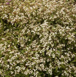 Spreading Snakeroot (Ageratina riparia)