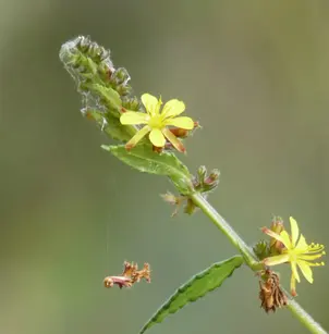 Diamond Burbark (Triumfetta rhomboidea)