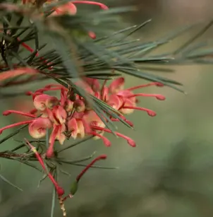 Kahiliflower (Grevillea banksii)