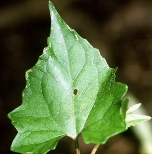 Climbing Hempvine (Mikania scandens)