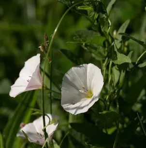 Field Bindweed (Convolvulus arvensis)