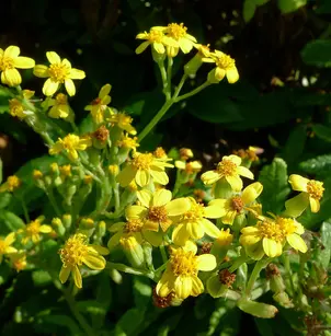 Madagascar Ragwort (Senecio madagascariensis)