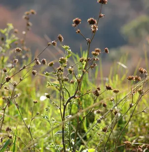 Soft Elephantsfoot (Elephantopus mollis)