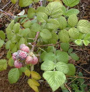 Snowpeaks Raspberry (Rubus niveus)