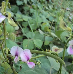 Tropical Kudzu (Pueraria phaseoloides)