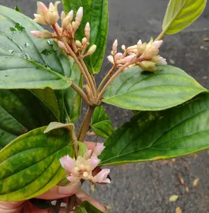 Holdtight (Medinilla venosa)