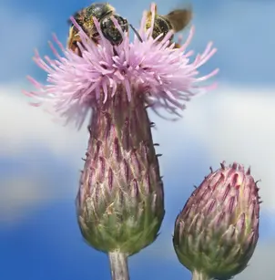 Canada Thistle (Cirsium arvense)