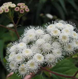 Sticky Snakeroot (Ageratina adenophora)