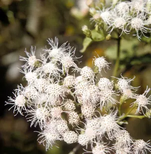 Jack in the Bush (Chromolaena odorata)