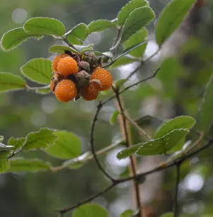 Yellow Himalayan Raspberry (Rubus ellipticus)