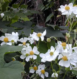 Treedaisy (Montanoa hibiscifolia)