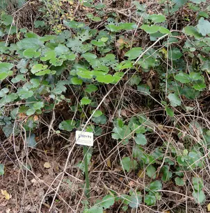 Palmleaf Dewberry (Rubus sieboldii)