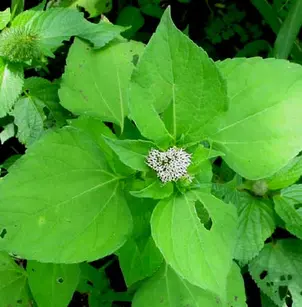 Silkleaf (Lagascea mollis)