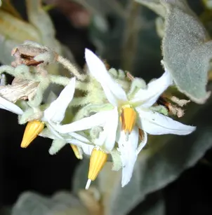Shrubby Nightshade (Solanum robustum)