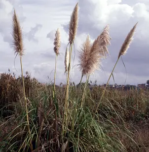 Purple Pampas Grass (Cortaderia jubata)