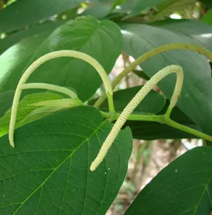Higuillo De Hoja Menuda (Piper aduncum)